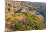 Penstemon Wildflowers in Badlands National Park, South Dakota, Usa-Chuck Haney-Mounted Photographic Print