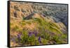 Penstemon Wildflowers in Badlands National Park, South Dakota, Usa-Chuck Haney-Framed Stretched Canvas