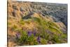 Penstemon Wildflowers in Badlands National Park, South Dakota, Usa-Chuck Haney-Stretched Canvas