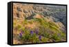 Penstemon Wildflowers in Badlands National Park, South Dakota, Usa-Chuck Haney-Framed Stretched Canvas