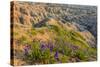 Penstemon Wildflowers in Badlands National Park, South Dakota, Usa-Chuck Haney-Stretched Canvas