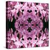 Pentas2-Rose Anne Colavito-Stretched Canvas