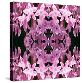 Pentas2-Rose Anne Colavito-Stretched Canvas