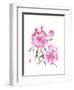 Peonie Blossoms I-Nan Rae-Framed Art Print