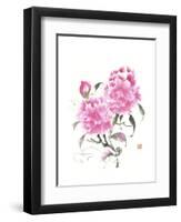 Peonie Blossoms II-Nan Rae-Framed Art Print