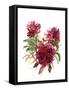 Peonies, 2002-Claudia Hutchins-Puechavy-Framed Stretched Canvas