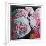 Peonies, 2010 (oil on canvas)-Helen White-Framed Giclee Print