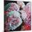 Peonies, 2010 (oil on canvas)-Helen White-Mounted Premium Giclee Print