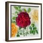 Peonies and Roses II-Cora Niele-Framed Giclee Print