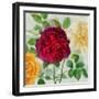 Peonies and Roses II-Cora Niele-Framed Giclee Print