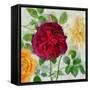 Peonies and Roses II-Cora Niele-Framed Stretched Canvas