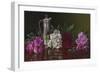 Peonies and Tea-Christopher Pierce-Framed Giclee Print