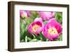 Peonies, Blossoms, Close-Up-Alexander Georgiadis-Framed Photographic Print