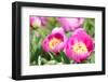 Peonies, Blossoms, Close-Up-Alexander Georgiadis-Framed Photographic Print