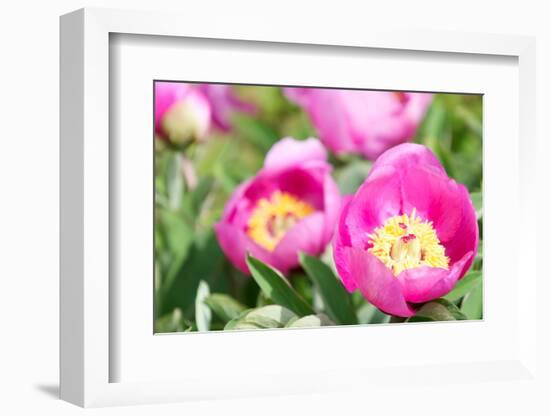 Peonies, Blossoms, Close-Up-Alexander Georgiadis-Framed Photographic Print
