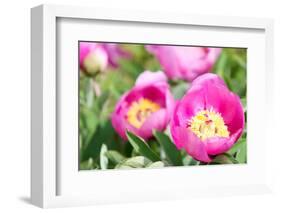 Peonies, Blossoms, Close-Up-Alexander Georgiadis-Framed Photographic Print