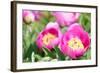 Peonies, Blossoms, Close-Up-Alexander Georgiadis-Framed Photographic Print