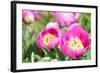 Peonies, Blossoms, Close-Up-Alexander Georgiadis-Framed Photographic Print