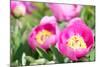 Peonies, Blossoms, Close-Up-Alexander Georgiadis-Mounted Photographic Print