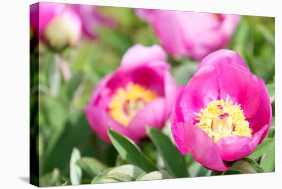 Peonies, Blossoms, Close-Up-Alexander Georgiadis-Stretched Canvas