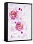 Peonies, Blossoms, Petals, Pink, Rose, White, Still Life-Axel Killian-Framed Stretched Canvas