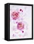 Peonies, Blossoms, Petals, Pink, Rose, White, Still Life-Axel Killian-Framed Stretched Canvas