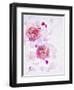 Peonies, Blossoms, Petals, Pink, Rose, White, Still Life-Axel Killian-Framed Photographic Print