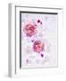 Peonies, Blossoms, Petals, Pink, Rose, White, Still Life-Axel Killian-Framed Photographic Print