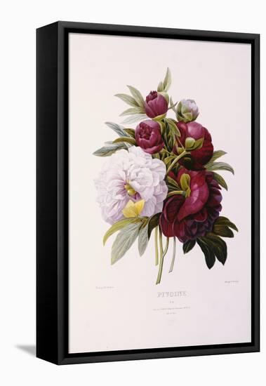 Peonies, Engraved by Prevost-Pierre-Joseph Redouté-Framed Stretched Canvas