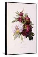Peonies, Engraved by Prevost-Pierre-Joseph Redouté-Framed Stretched Canvas