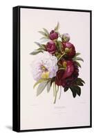 Peonies, Engraved by Prevost-Pierre-Joseph Redouté-Framed Stretched Canvas