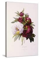 Peonies, Engraved by Prevost-Pierre-Joseph Redouté-Stretched Canvas