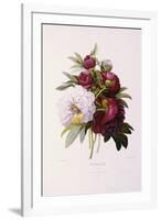 Peonies, Engraved by Prevost-Pierre-Joseph Redouté-Framed Giclee Print