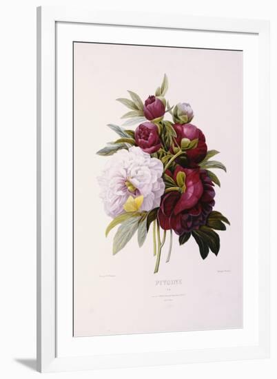 Peonies, Engraved by Prevost-Pierre-Joseph Redouté-Framed Giclee Print