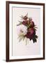 Peonies, Engraved by Prevost-Pierre-Joseph Redouté-Framed Giclee Print