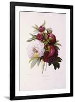 Peonies, Engraved by Prevost-Pierre-Joseph Redouté-Framed Giclee Print