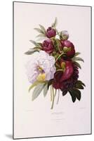 Peonies, Engraved by Prevost-Pierre-Joseph Redouté-Mounted Giclee Print
