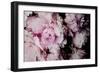 Peonies Galore I-Elizabeth Urquhart-Framed Photographic Print