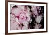 Peonies Galore I-Elizabeth Urquhart-Framed Photo