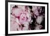 Peonies Galore I-Elizabeth Urquhart-Framed Photo