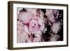 Peonies Galore I-Elizabeth Urquhart-Framed Photo