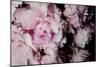 Peonies Galore I-Elizabeth Urquhart-Mounted Photo