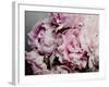 Peonies Galore II-Elizabeth Urquhart-Framed Photo