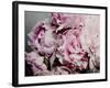 Peonies Galore II-Elizabeth Urquhart-Framed Photo