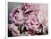 Peonies Galore II-Elizabeth Urquhart-Framed Photo