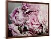 Peonies Galore II-Elizabeth Urquhart-Framed Photo