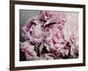 Peonies Galore II-Elizabeth Urquhart-Framed Photo