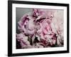 Peonies Galore II-Elizabeth Urquhart-Framed Photo