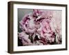 Peonies Galore II-Elizabeth Urquhart-Framed Photo