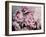 Peonies Galore II-Elizabeth Urquhart-Framed Photo